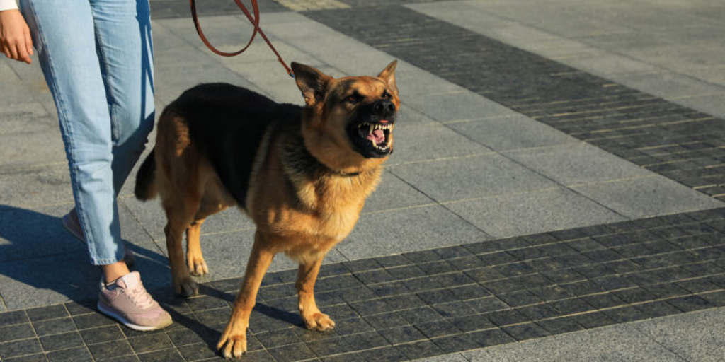 Dog exhibiting aggressive behavior