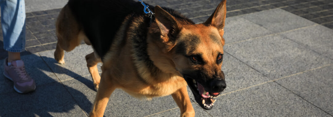 dog owner with aggressive dog lunging forward